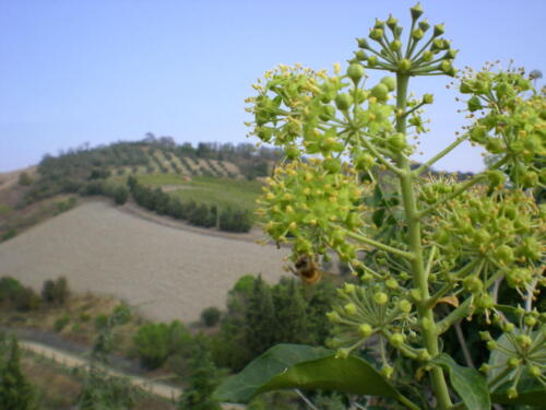 2009-Viagem-a-Emilia-Romagna-12 (1) (1) (1) (1)