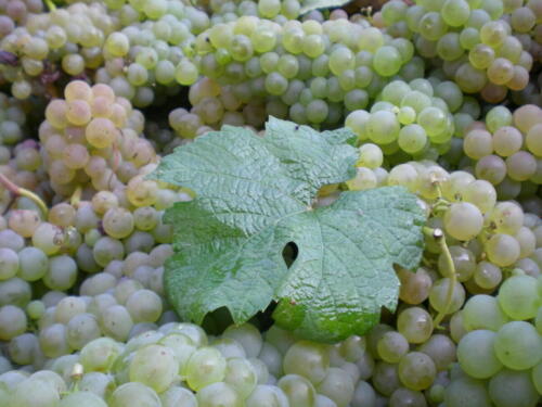 2009-Viagem-a-Emilia-Romagna-53 (1) (1) (1) (1)